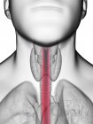 Illustrazione dell'esofago nella silhouette del corpo maschile, primo piano . — Foto stock