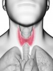 Ilustração da glândula tireóide na silhueta do corpo masculino, close-up . — Fotografia de Stock