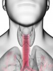 Illustrazione ravvicinata della trachea nella silhouette del corpo maschile, primo piano . — Foto stock