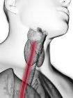 Illustrazione ravvicinata dell'esofago nella silhouette del corpo maschile . — Foto stock
