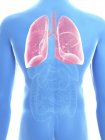 Ilustración de pulmones en silueta corporal masculina . - foto de stock
