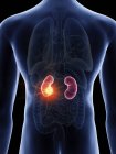 Ilustración del cáncer de riñón en la silueta corporal masculina . - foto de stock