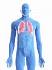 Ilustración de pulmones en silueta corporal masculina sobre fondo blanco
. - foto de stock