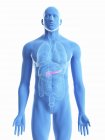 Ilustración del páncreas en silueta corporal masculina sobre fondo blanco
. - foto de stock