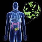 Ilustración de bacterias de infección de colon en silueta corporal masculina sobre fondo negro . - foto de stock