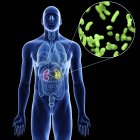 Illustration des reins et gros plan des bactéries infectieuses dans la silhouette du corps masculin sur fond noir
. — Photo de stock