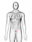Darstellung der Blase im männlichen Körper Silhouette auf weißem Hintergrund. — Stockfoto