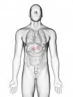 Ilustración de glándulas suprarrenales en silueta corporal masculina sobre fondo blanco
. - foto de stock