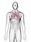 Illustration des bronches dans la silhouette du corps masculin sur fond blanc . — Photo de stock