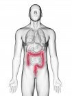 Illustrazione del colon nella silhouette del corpo maschile su sfondo bianco . — Foto stock