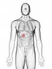 Illustration de la vésicule biliaire dans la silhouette du corps masculin sur fond blanc . — Photo de stock
