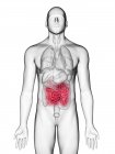 Ілюстрація малого кишечника в силуеті чоловічого тіла на білому тлі . — стокове фото