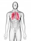 Illustration der Lungen im männlichen Körper Silhouette auf weißem Hintergrund. — Stockfoto