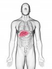 Ilustración del hígado en silueta corporal masculina sobre fondo blanco . - foto de stock