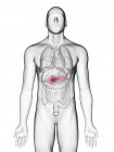 Illustration der Bauchspeicheldrüse im männlichen Körper Silhouette auf weißem Hintergrund. — Stockfoto