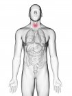 Ilustración de la glándula tiroides en silueta corporal masculina sobre fondo blanco . - foto de stock