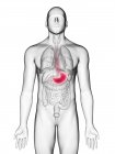 Illustration de l'estomac dans la silhouette du corps masculin sur fond blanc . — Photo de stock