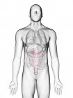 Illustrazione di ureteri nella silhouette del corpo maschile su sfondo bianco . — Foto stock