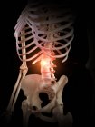 Ilustración del esqueleto humano columna vertebral dolorosa . - foto de stock