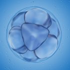 Illustration der 8-Zell-Eizelle auf blauem Hintergrund. — Stockfoto
