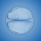 Illustration of 2 cell stage egg on blue background. — Stock Photo