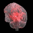 Иллюстрация красного светящегося прозрачного стеклянного мозга
. — стоковое фото