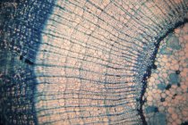 Vista abstracta del tejido vegetal en micrografía ligera . - foto de stock