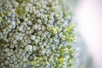 Макро детали зеленых брокколи цветы
. — стоковое фото