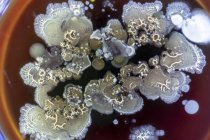 Pilz, der auf Agar in Petrischale wächst, Nahaufnahme. — Stockfoto