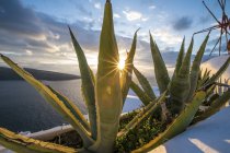 Aloe vera plant in outdoor pot by seaside at sunset. — Stock Photo