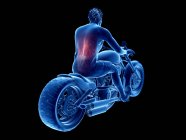 Illustration en 3D des muscles du dos du motard sur fond noir . — Photo de stock