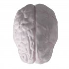 3D рендеринг иллюстрации твердой оболочки в мозгу на белом фоне
. — стоковое фото