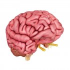 Illustration 3D du cerveau humain sur fond blanc
. — Photo de stock