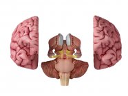 Illustrazione 3D dell'anatomia cerebrale su sfondo bianco . — Foto stock