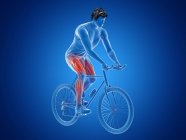 3d ilustración renderizada que muestra los músculos activos del ciclista sobre fondo azul . - foto de stock