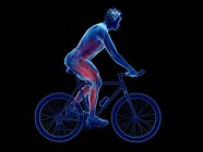 Illustration en 3D montrant les muscles actifs du cycliste sur fond noir . — Photo de stock
