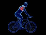 3D gerenderte Illustration der Anatomie der Lungen von Radfahrern auf schwarzem Hintergrund. — Stockfoto