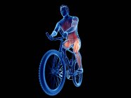 3D gerenderte Illustration, die aktive Muskeln des Radfahrers auf schwarzem Hintergrund zeigt. — Stockfoto
