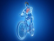 Illustration en 3D de l'anatomie des poumons du cycliste sur fond bleu . — Photo de stock