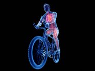 3D gerenderte Darstellung der Anatomie männlicher Radfahrer auf schwarzem Hintergrund. — Stockfoto