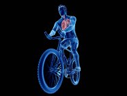3D ілюстрація анатомії велосипедистських легенів на чорному тлі . — стокове фото