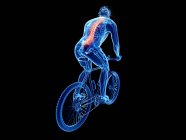 3D gerenderte Darstellung der Wirbelsäule des Radfahrers beim Radfahren auf schwarzem Hintergrund. — Stockfoto