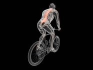 Illustration en 3D de la colonne vertébrale du cycliste en vélo sur fond noir . — Photo de stock