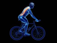3d reso illustrazione della colonna vertebrale ciclista mentre in bicicletta su sfondo nero . — Foto stock
