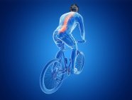 3D gerenderte Darstellung der Wirbelsäule des Radfahrers beim Radfahren auf blauem Hintergrund. — Stockfoto