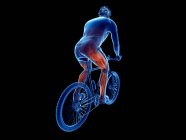 3d ilustración renderizada que muestra los músculos activos del ciclista sobre fondo negro . - foto de stock