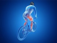 Трехмерная иллюстрация, показывающая активные мышцы велосипедиста на синем фоне
. — стоковое фото