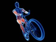 3D gerenderte Illustration, die aktive Muskeln des Radfahrers auf schwarzem Hintergrund zeigt. — Stockfoto