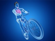 3D рендеринг иллюстрации анатомии легких велосипедиста на синем фоне . — стоковое фото