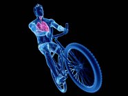3D gerenderte Illustration der Anatomie der Lungen von Radfahrern auf schwarzem Hintergrund. — Stockfoto